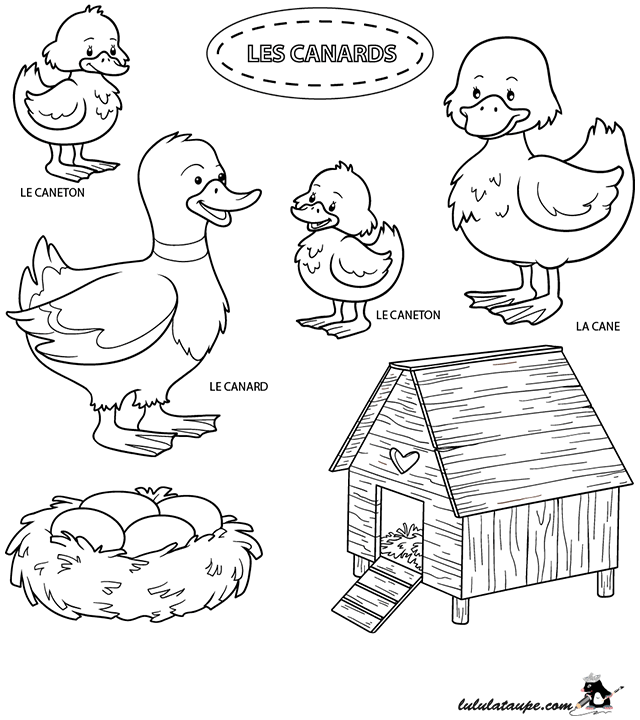 Dessin gratuit à colorier : un canard, une cane et des canetons