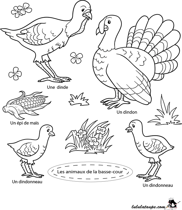 Dessin gratuit à colorier, les animaux de la basse-cour : dindon, dinde et dindonneaux