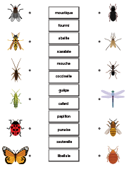 Exercice ludique à imprimer, les insectes