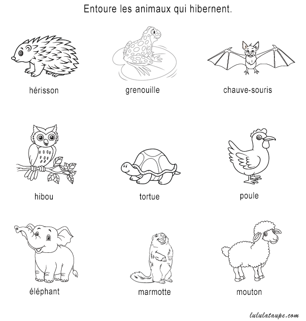 Les animaux qui hibernent, fiche d'exercices pour enfants de 6 ans et plus