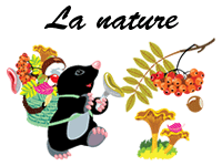 Fiches de découverte de la nature