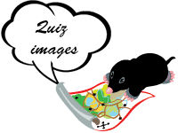 Quiz en ligne, enfants de 7 ans et plus